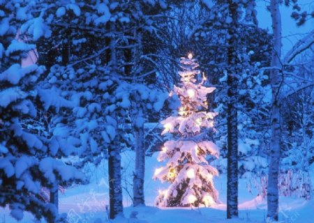 雪地里树丛的圣诞树