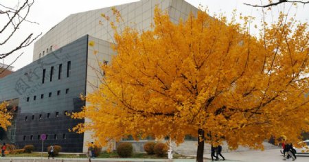 建筑前枫树的黄叶