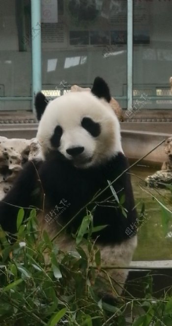 熊猫国宝