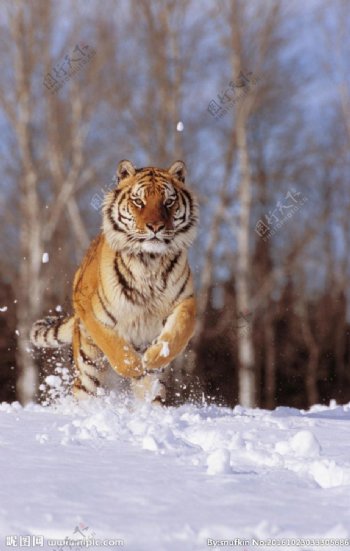 雪地中的老虎