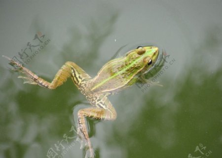 荷塘青蛙