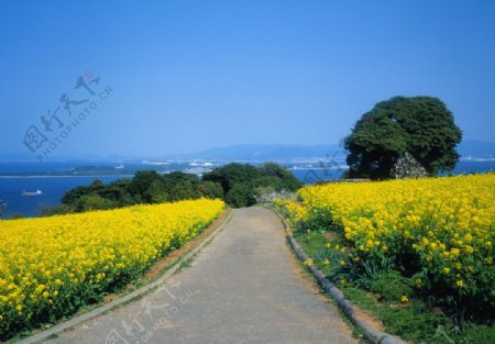 美丽道路边油菜风景