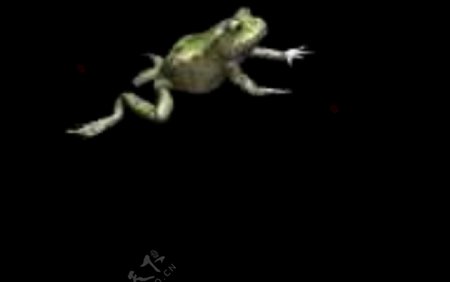 青蛙动态视频