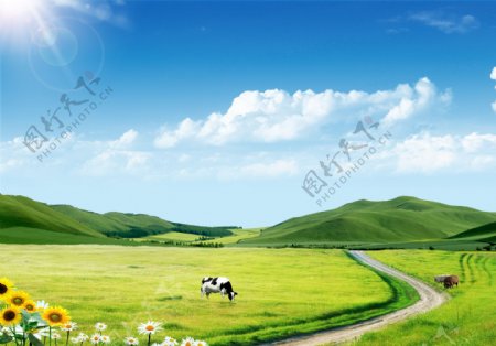 牛群在草地