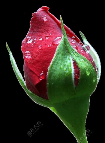 玫瑰花朵PNG透明底