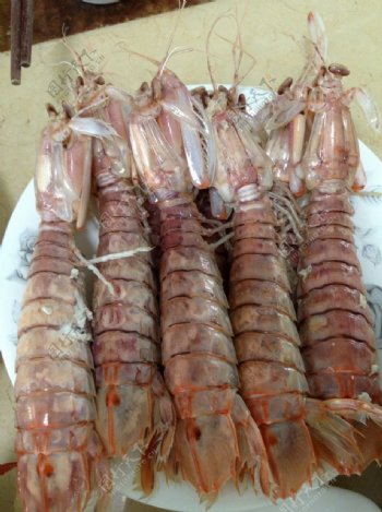 海鲜濑尿虾