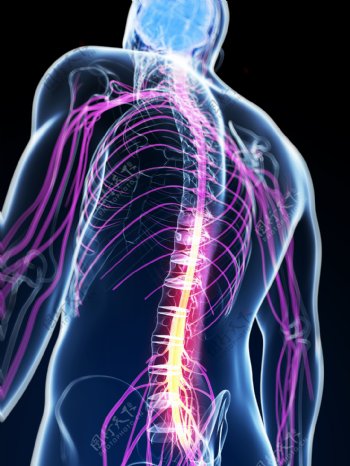 人体的脊柱和神经图片