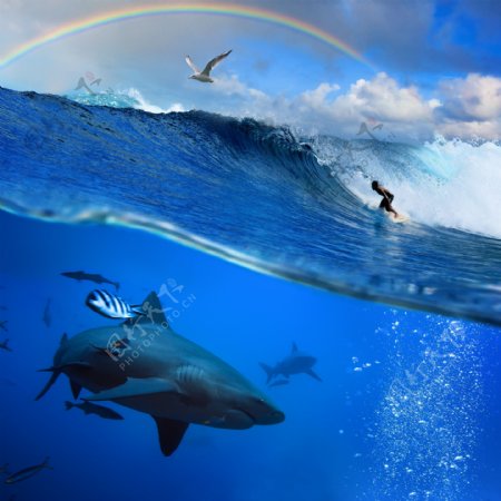 彩虹浪花与鲨鱼图片