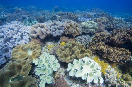多彩的珊瑚礁群图片