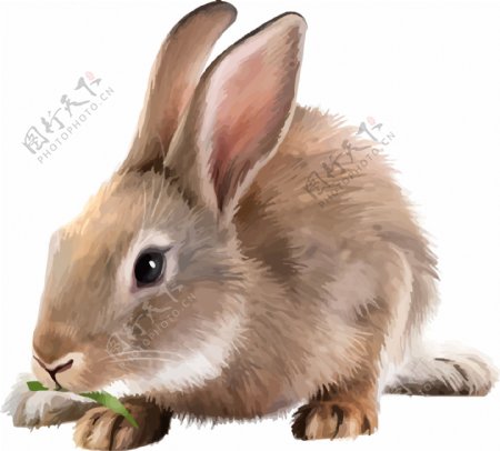 可爱兔子逼真动物绘画矢量