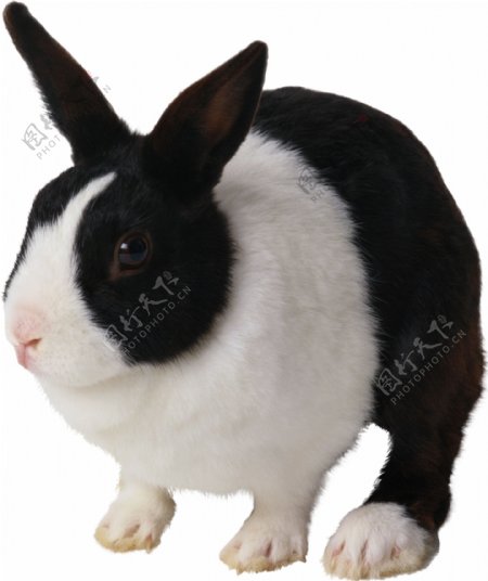 可爱黑白宠物兔子免抠png透明图层素材
