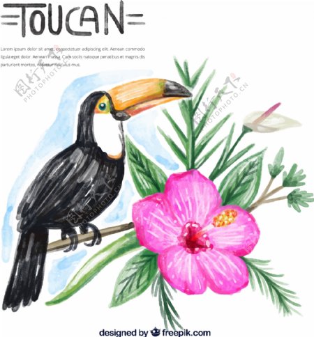 水彩绘大嘴鸟和花卉矢量素材