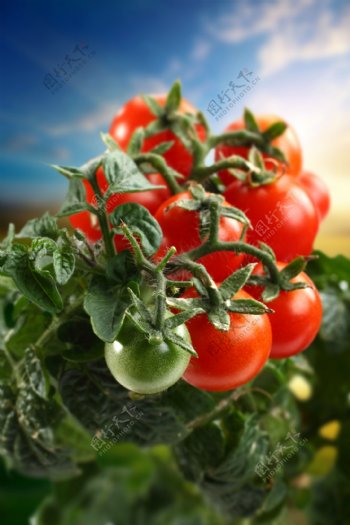 西红柿背景素材图片