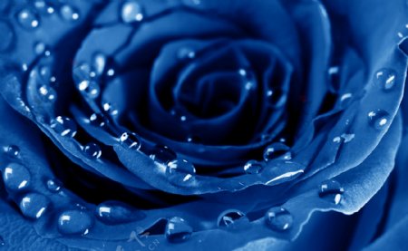 一朵蓝色玫瑰特写图片