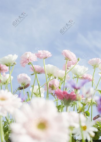 美丽粉红鲜花摄影图片