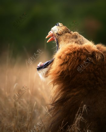 草地上的狮子摄影图片