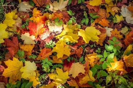 秋天树叶背景图片