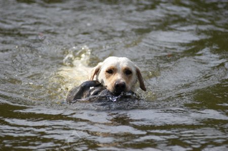 游泳的狗狗图片