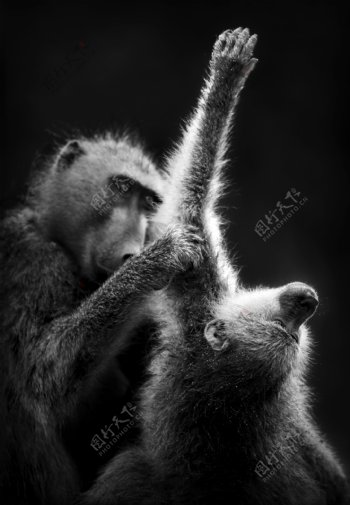 两只猩猩图片