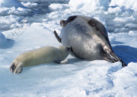 雪地上的海豚摄影图片