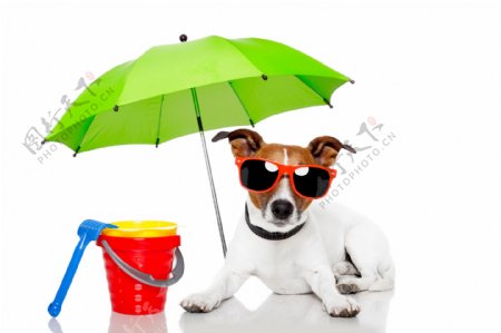 绿色伞下戴着太阳镜的小狗图片