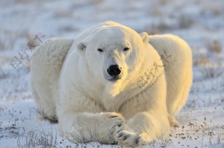 北极熊摄影素材图片