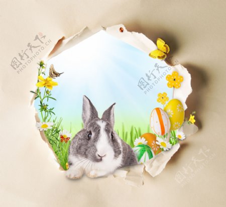 撕纸后面的兔子图片