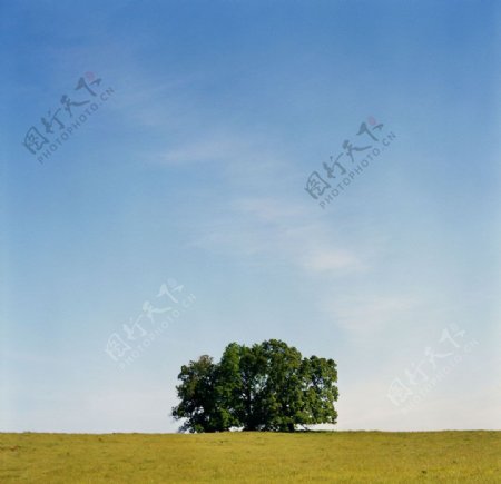蓝天下草坪上的大树图片
