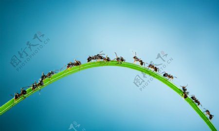 草上面的蚂蚁图片
