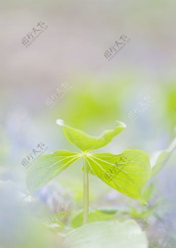 绿色清新叶子背景图片