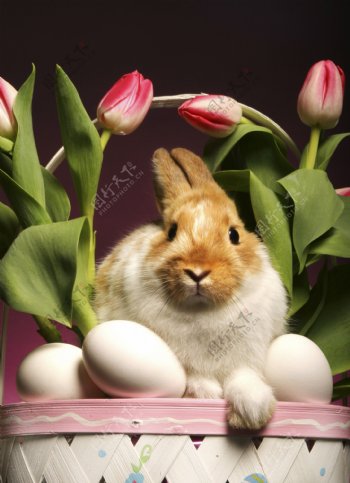 在花盆里的兔子图片