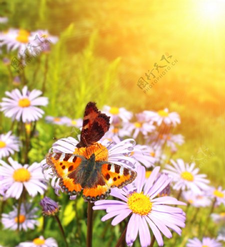 花朵上的两只蝴蝶实用背景图片