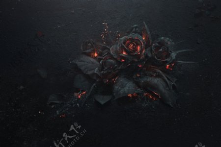 燃尽的黑色玫瑰