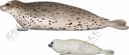 手绘可爱小海豹免抠png透明图层素材