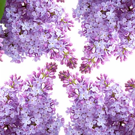 紫色鲜花背景图片
