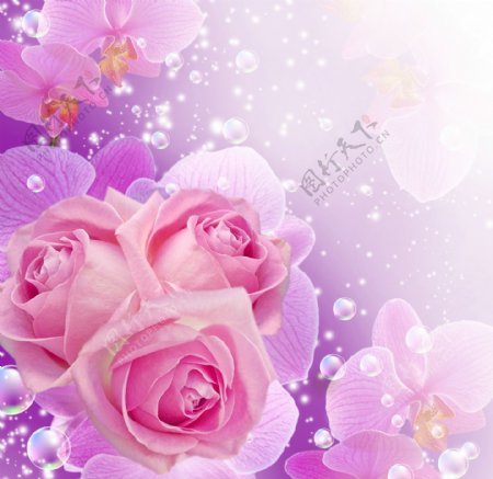 梦幻玫瑰鲜花背景图片