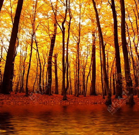 秋天唯美树林图片