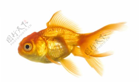 黄色金鱼图片免抠png透明图层素材