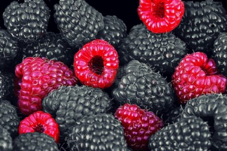 黑莓和树莓特写