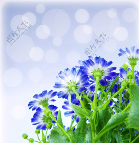 梦幻光斑与蓝色鲜花图片