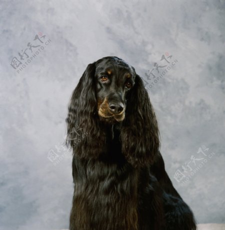 黑色长毛狗摄影图片
