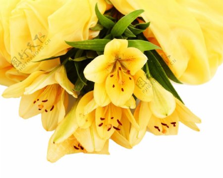 开的灿烂的黄色百合花图片