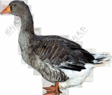 褐色羽毛鸭子图片免抠png透明图层素材