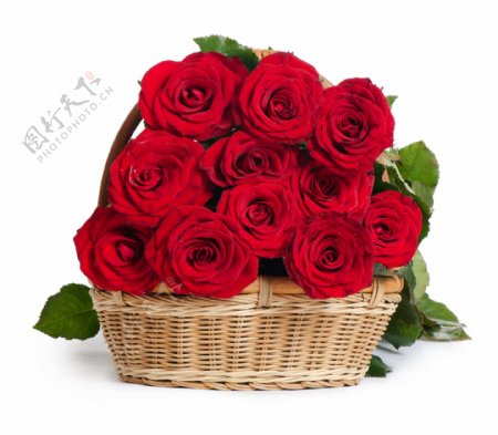 花篮中的红色玫瑰图片