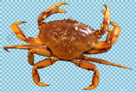 黄褐色小螃蟹图片免抠png透明图层素材