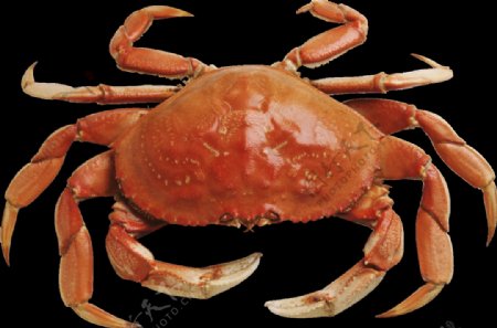 褐色螃蟹图片免抠png透明图层素材