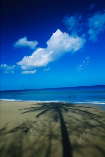 海滩上椰子树的影子图片