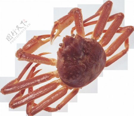 长脚螃蟹图片免抠png透明图层素材