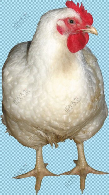 红色鸡冠母鸡图片免抠png透明图层素材