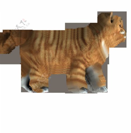 可爱侧面的猫图片免抠png透明图层素材